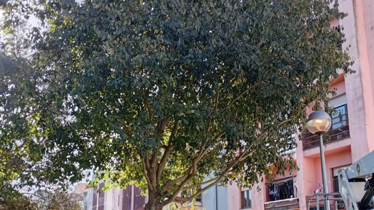 Poda de árvore a tardoz do nº 8 da Rua José António Veríssimo